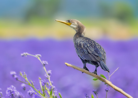 Animals, Field, Lavender, Photography, Plants, Purple, Wildlife